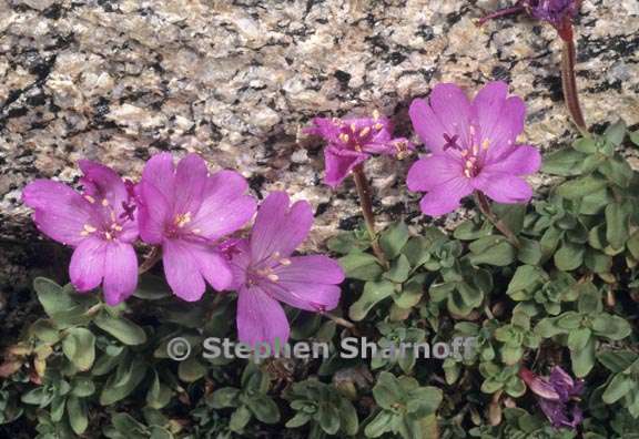 epilobium obcordatum 6 graphic